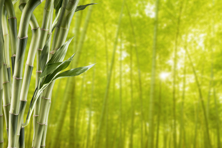 Bambu Ürün Satın Alırken Dikkat Etmeniz Gereken 4 Kriter 
