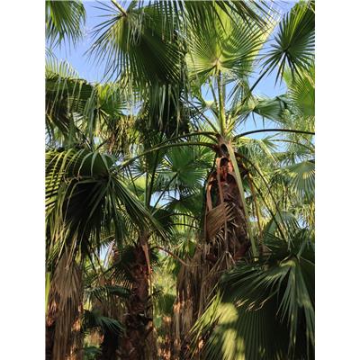 Best Palm Palmiye-Washingtonia Robusta Peyzaj